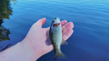 Elinde taze yakalanmış tatlı su bebek küçük ağızlı levrek balığı. Göl kenarında aktif eğlence. Yaz tatili ve hobi. Yakala ve bırak..