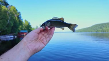 Elinde taze yakalanmış tatlı su bebek küçük ağızlı levrek balığı. Göl kenarında aktif eğlence. Yaz tatili ve hobi. Yakala ve bırak..