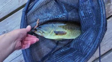 Taze yakalanmış tatlı su, büyük ağızlı levrek balığı. Levrek balığı oltaya geldi ve dudağından tuttu. Göl kenarında aktif eğlence. Yaz tatili ve hobi. Yakala ve bırak..