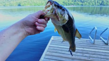 Taze yakalanmış tatlı su, büyük ağızlı levrek balığı. Levrek balığı oltaya geldi ve dudağından tuttu. Göl kenarında aktif eğlence. Yaz tatili ve hobi. Yakala ve bırak..