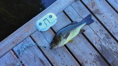Taze yakalanmış tatlı su büyük ağızlı levrek balığı besin zincirinde. Taze levrek balığı görüntüsü. Yaz boyunca gölde başarılı bir balıkçılık günü..