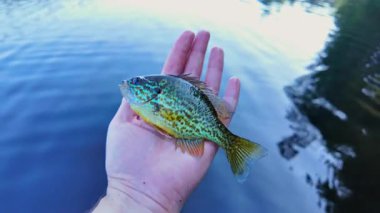 Taze yakalanmış tatlı su küçük tava balığı ya da balkabağı tohumu balığı. Göl kenarında aktif eğlence. Yaz tatili ve hobi. Yakala ve bırak..