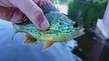 Taze yakalanmış tatlı su küçük tava balığı ya da balkabağı tohumu balığı. Göl kenarında aktif eğlence. Yaz tatili ve hobi. Yakala ve bırak..