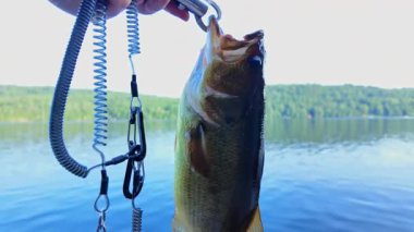Yaz günü gölde başarılı bir balık tutma günü. Taze levrek balığı görüntüsü. Balıkçı balık tutarken dudağından balık tutuyordu..