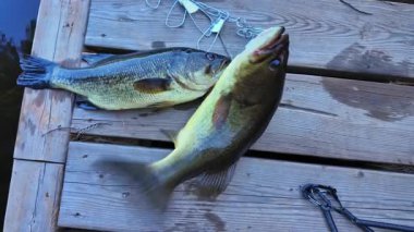 Taze yakalanmış tatlı su büyük ağızlı levrek balığı besin zincirinde. Taze levrek balığı görüntüsü. Yaz boyunca gölde başarılı bir balıkçılık günü..