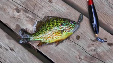 Taze yakalanmış tatlı su küçük tava balığı ya da balkabağı tohumu balığı. Göl kenarında aktif eğlence. Yaz tatili ve hobi. Yakala ve bırak..