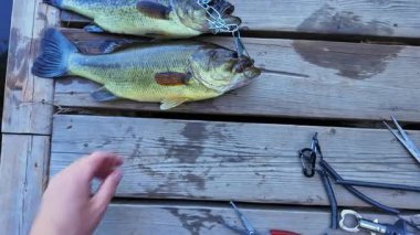Taze yakalanmış tatlı su büyük ağızlı levrek balığı besin zincirinde. Taze levrek balığı görüntüsü. Yaz boyunca gölde başarılı bir balıkçılık günü..