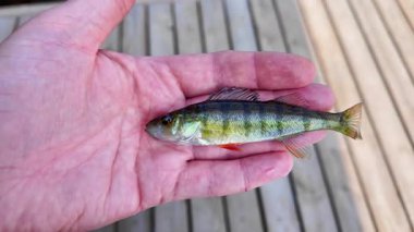 Yeni yakalanmış tatlı su, elinde küçük levrek balığı. Göl kenarında aktif eğlence. Yaz tatili ve hobi. Yakala ve bırak..
