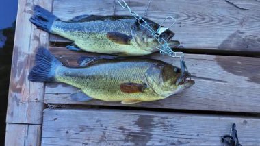 Taze yakalanmış tatlı su büyük ağızlı levrek balığı besin zincirinde. Taze levrek balığı görüntüsü. Yaz boyunca gölde başarılı bir balıkçılık günü..