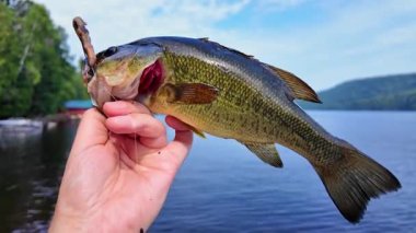 Taze yakalanmış tatlı su, büyük ağızlı levrek balığı. Levrek balığı oltaya geldi ve dudağından tuttu. Göl kenarında aktif eğlence. Yaz tatili ve hobi. Yakala ve bırak..