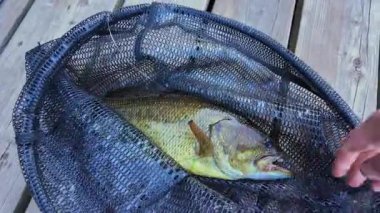 Taze yakalanmış tatlı su, büyük ağızlı levrek balığı. Levrek balığı oltaya geldi ve dudağından tuttu. Göl kenarında aktif eğlence. Yaz tatili ve hobi. Yakala ve bırak..