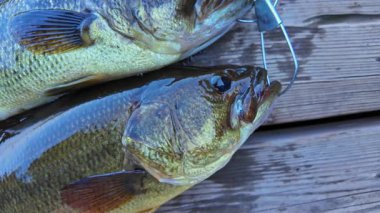Taze yakalanmış tatlı su büyük ağızlı levrek balığı besin zincirinde. Taze levrek balığı görüntüsü. Yaz boyunca gölde başarılı bir balıkçılık günü..