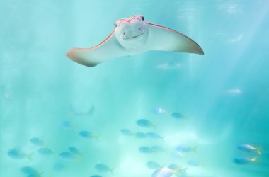 şirin stingray mavi okyanus Yüzme