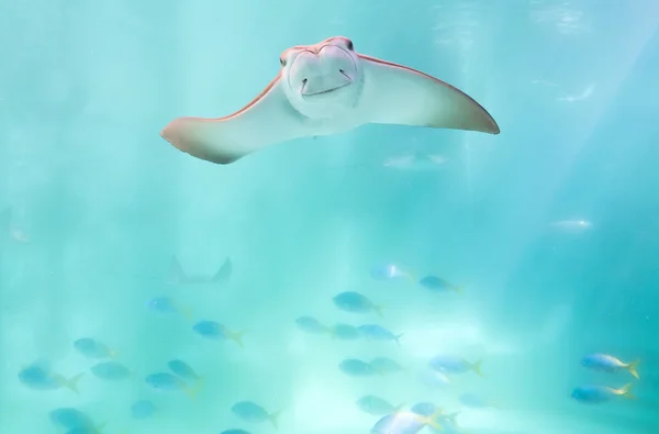 Bonito stingray natação sob azul oceano — Fotografia de Stock