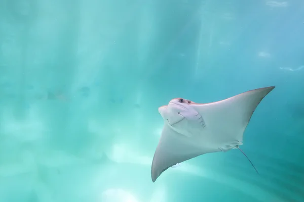 şirin stingray mavi okyanus Yüzme