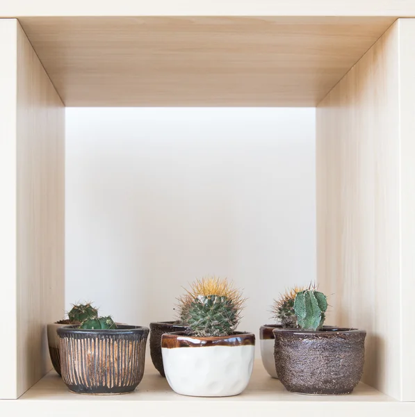 Plantation de cactus en pot — Photo