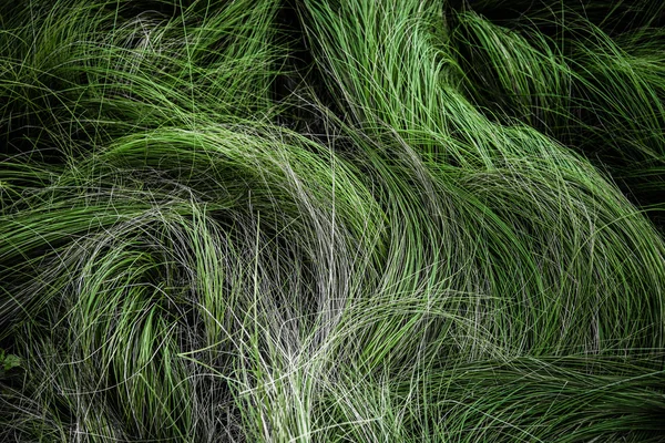 Abstract of grass texture — Stock Photo, Image