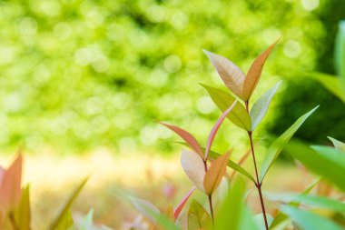 bitkisinin genç Fideler