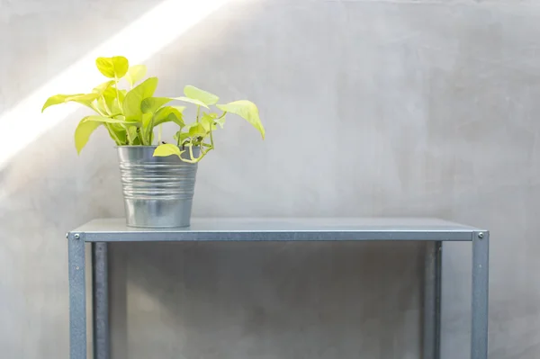 Pothos en cubo de zinc pero en estante de zinc — Foto de Stock