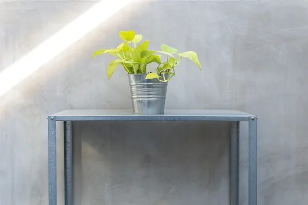 Pothos en cubo de zinc pero en estante de zinc — Foto de Stock