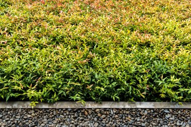 Beton kenar çalı ve çakıl arasında ayrı