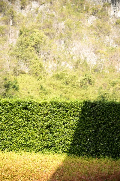 Sombra de la luz del sol pasan a través de la textura de las hojas de los arbustos de color —  Fotos de Stock