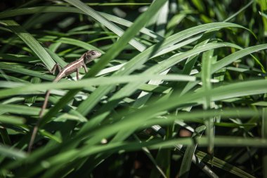 yeşil yaprak üzerinde kahverengi bukalemun
