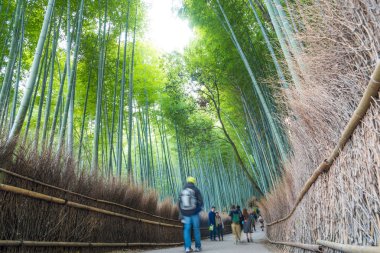arashiyama bambu ormanı