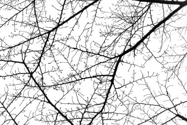 siluet soyut ağaç dalı