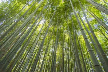 Kyoto Japonya 'daki Arashiyama Bambu Ormanı