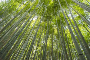 Kyoto Japonya 'daki Arashiyama Bambu Ormanı