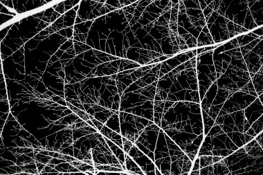 siluet soyut ağaç dalı