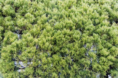 Yeşil dikenli çam yaprağı