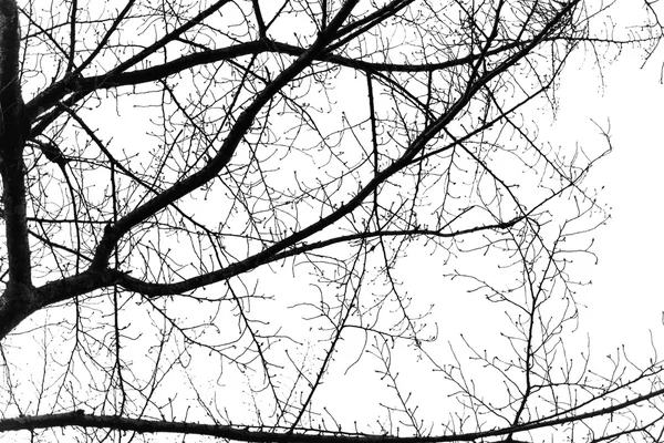 Silhouette  abstract tree branch — Stock Photo, Image