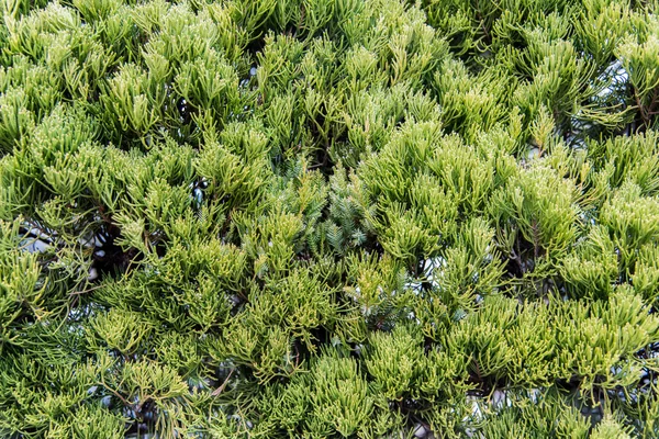 Hoja de pino espinoso verde —  Fotos de Stock