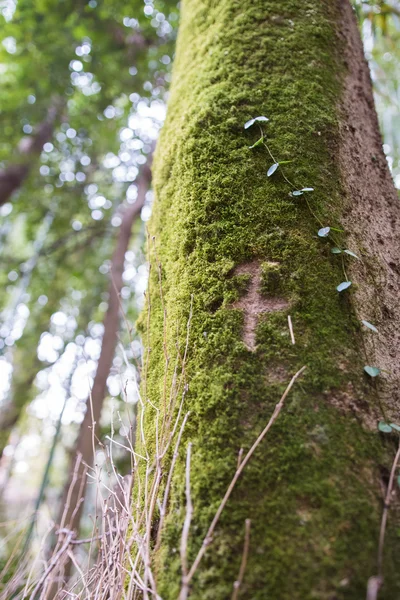 Hiedra trepar en el tronco del árbol — Foto de Stock