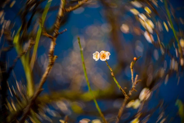 Цветок элари-сливы — стоковое фото