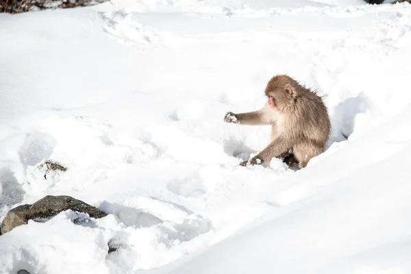 Scimmia di neve al parco Jigokudani — Foto Stock