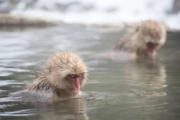 Schneeaffe im Jigokudani Park — Stockfoto