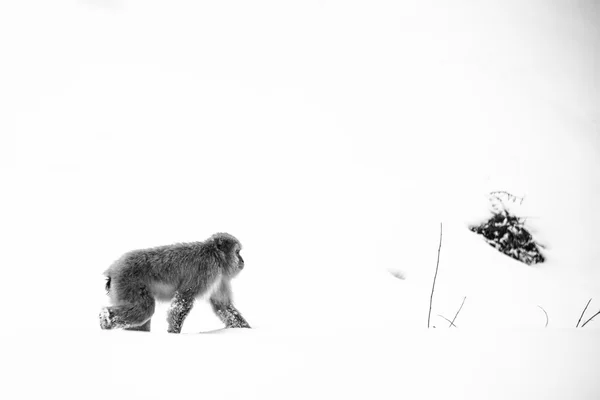 Mono de nieve en el parque Jigokudani —  Fotos de Stock
