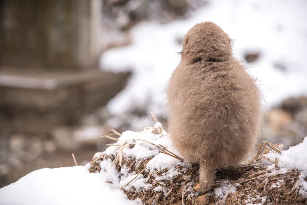 Sneeuw Monkey in Jigokudani park — Stockfoto