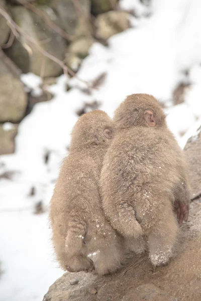 野猿公園で雪猿 — ストック写真