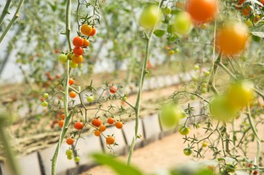 tatlı kiraz domates tarlası