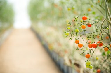 tatlı kiraz domates tarlası