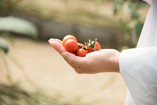 Mano de mujer sosteniendo tomates cherry multicolor en las manos — Foto de Stock
