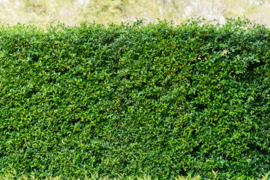 Banyan ağacı yaprak doku arka plan