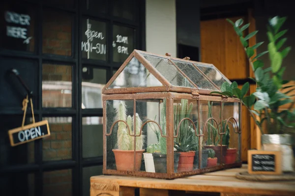 Cactus terrarium planting in little glass house — Stock Photo, Image