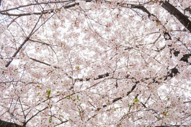 Çok güzel kiraz çiçeği Sakura