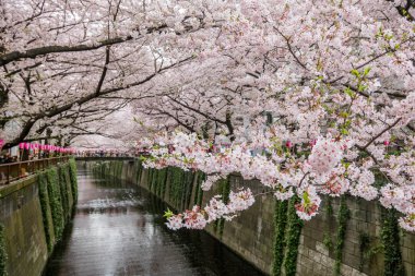Çok güzel kiraz çiçeği Sakura
