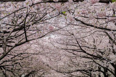 Çok güzel kiraz çiçeği Sakura